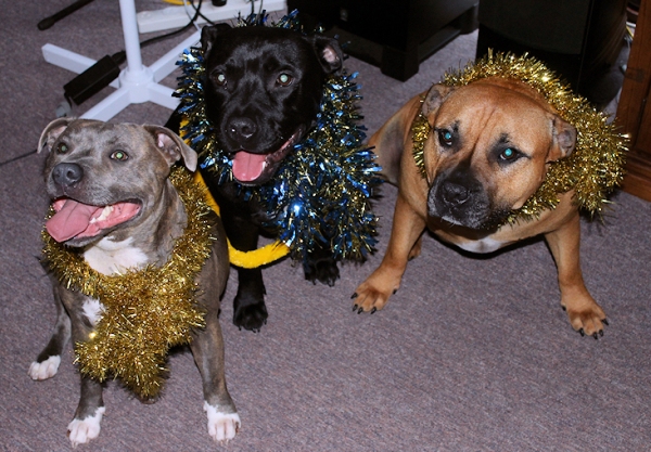 christmas dogs 2012